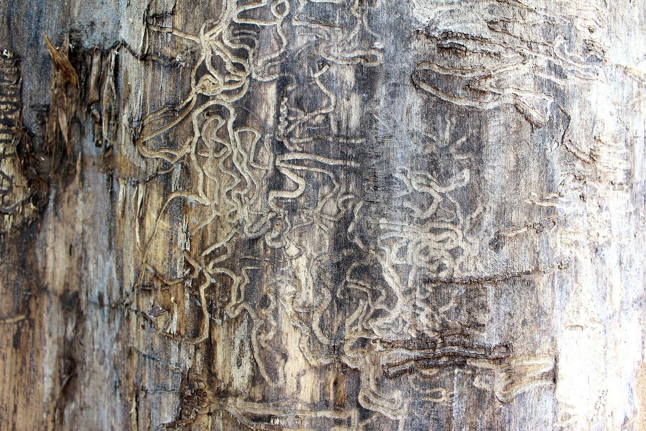 Termites